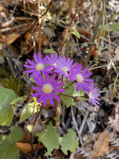 Pericallis echinata, photographed by Asher P Higgins