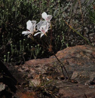 Pelargonium radiatum, photographed by Tony Rebelo