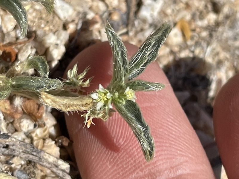 Ditaxis serrata, photographed by Bobby McCabe
