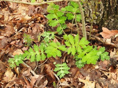 Hydrophyllum macrophyllum, photographed by Yann Kemper