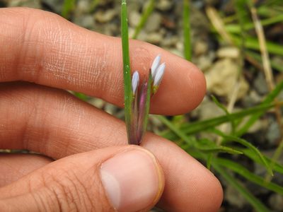 Sisyrinchium albidum, photographed by Yann Kemper
