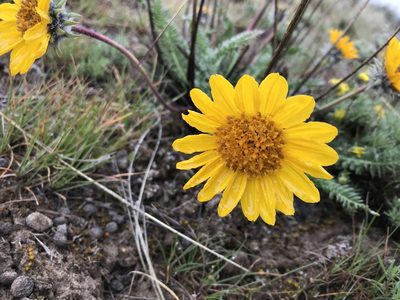 Balsamorhiza hookeri, photographed by Cindy Bell