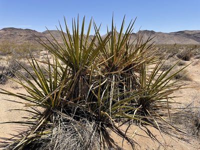 Yucca schidigera, photographed by Bobby McCabe