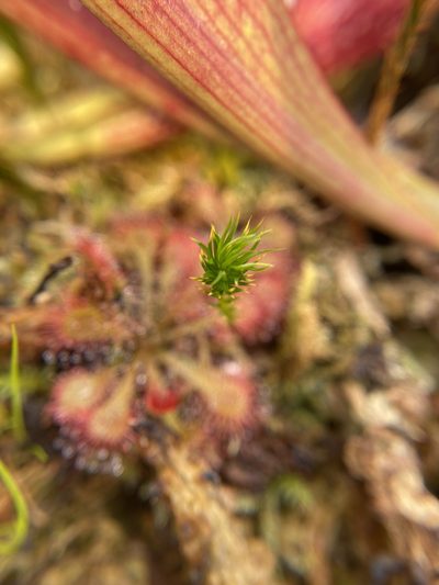 Polytrichum pallidisetum, photographed by Bonnie Semmling