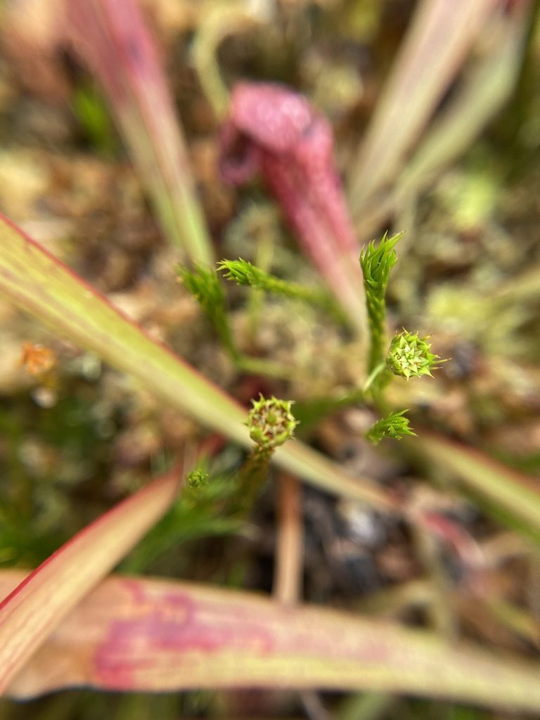 Polytrichum pallidisetum, photographed by Bonnie Semmling