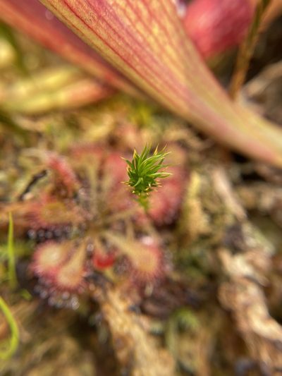 Polytrichum pallidisetum, photographed by Bonnie Semmling