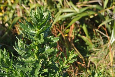 Senecio glastifolius, photographed by Tony Wills