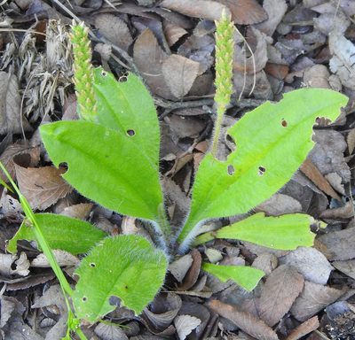Plantago virginica, photographed by saltyhiker
