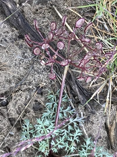 Lomatium canbyi, photographed by Cindy Bell
