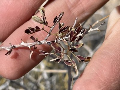 Senegalia greggii, photographed by Bobby McCabe
