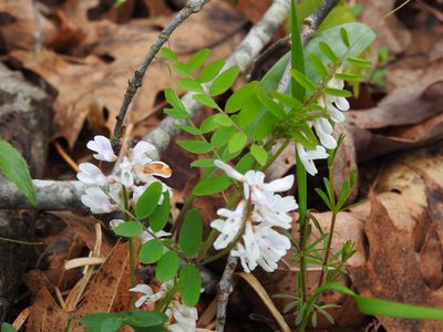 Vicia caroliniana, photographed by Yann Kemper