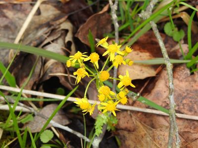 Packera obovata, photographed by Yann Kemper
