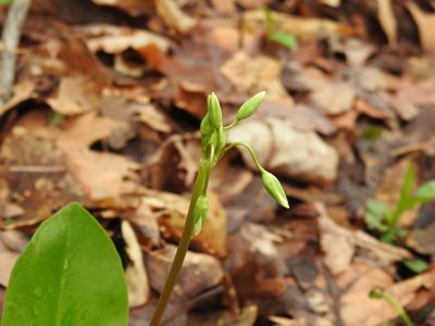 Primula meadia, photographed by Yann Kemper