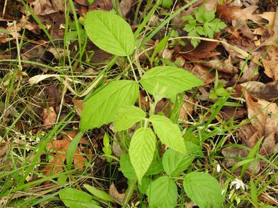 Rubus allegheniensis, photographed by Yann Kemper