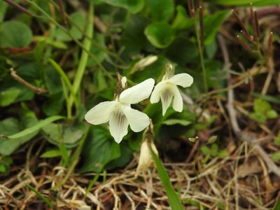 Viola striata, photographed by Yann Kemper
