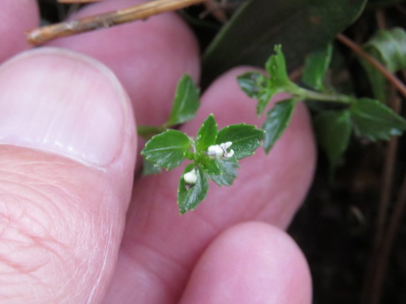 Pombalia parviflora, photographed by Juan Carlos Caicedo Hernández