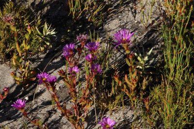 Erepsia anceps, photographed by Tony Rebelo