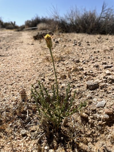 Adenophyllum cooperi, photographed by Bobby McCabe