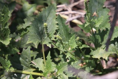 Blitum californicum, photographed by Millie Basden