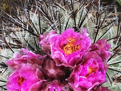 Pediocactus nigrispinus, photographed by Cindy Bell
