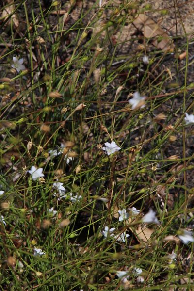 Wahlenbergia cernua, photographed by Tony Rebelo