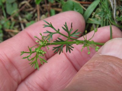 Cyclospermum leptophyllum, photographed by Juan Carlos Caicedo Hernández
