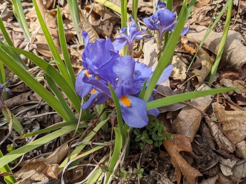 Iris verna, photographed by Matthew Gerke