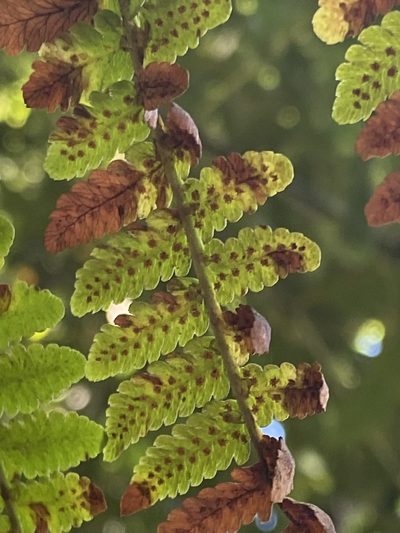 Dryopteris oligodonta, photographed by Asher P Higgins