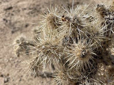 Cylindropuntia echinocarpa, photographed by Bobby McCabe