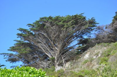 Hesperocyparis macrocarpa, photographed by Tony Wills