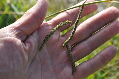Paspalum dilatatum, photographed by Tony Wills