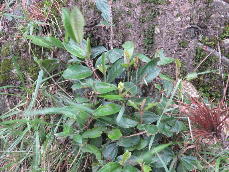 Miconia squamulosa, photographed by Juan Carlos Caicedo Hernández