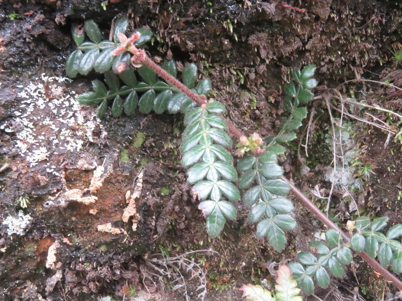 Weinmannia tomentosa, photographed by Juan Carlos Caicedo Hernández