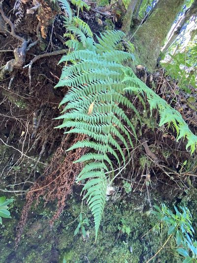 Dryopteris oligodonta, photographed by Asher P Higgins