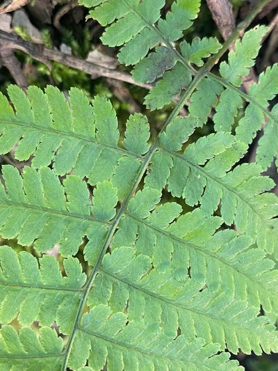 Dryopteris oligodonta, photographed by Asher P Higgins