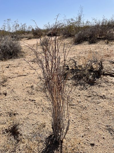 Eriogonum plumatella, photographed by Bobby McCabe