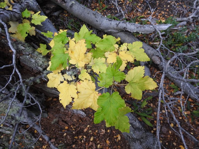 Ribes magellanicum, photographed by María Regina Silva