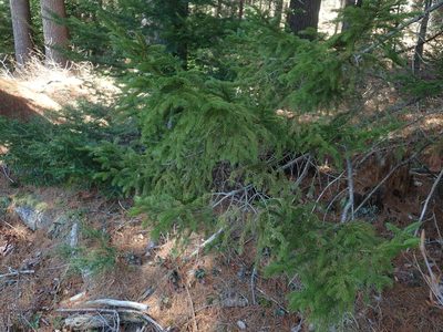 Picea rubens, photographed by Lynn Harper