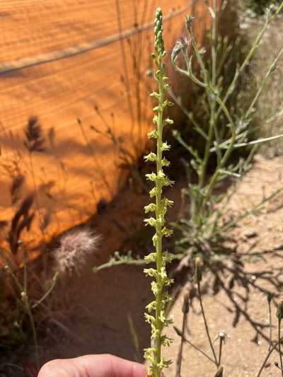 Platanthera cooperi, photographed by Rachel Allingham