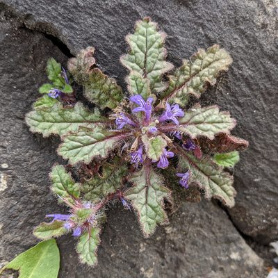 Ajuga decumbens, photographed by Timur Kalininsky