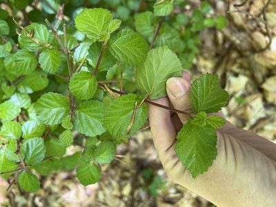 Viburnum dilatatum, photographed by Carrie Seltzer