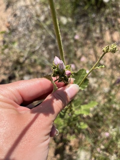 Malacothamnus densiflorus, photographed by Rachel Allingham