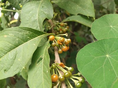 Iochroma arborescens, photographed by Daniel Hincapie