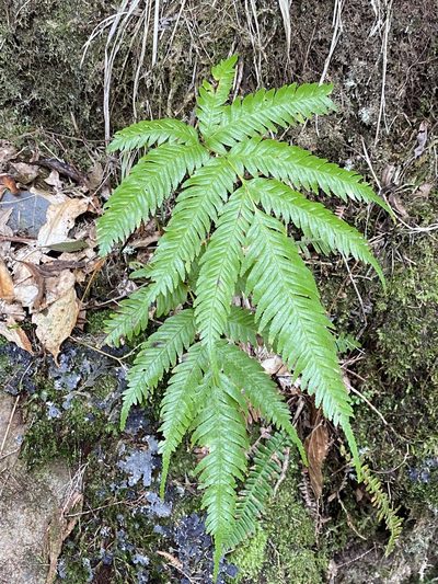 Pteris incompleta, photographed by Asher P Higgins