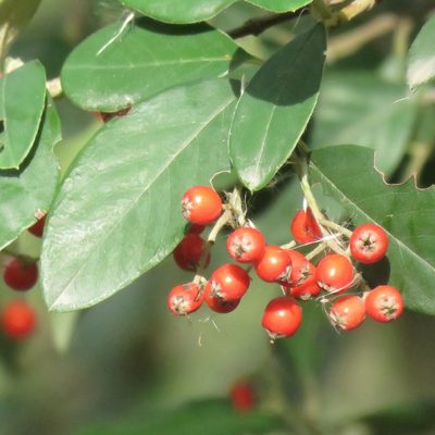 Cotoneaster glaucophyllus, photographed by Gustavo Puente