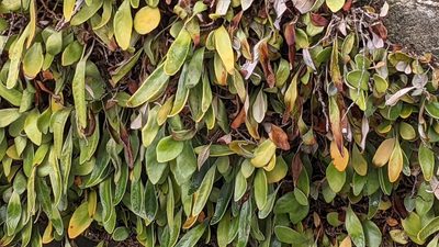 Pyrrosia eleagnifolia, photographed by Svend Hansen