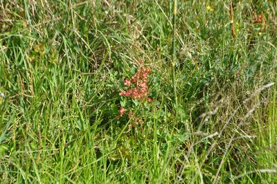 Rumex sagittatus, photographed by Tony Wills