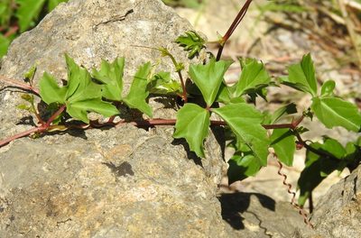 Cissus trifoliata, photographed by saltyhiker