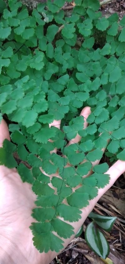 Adiantum lorentzii, photographed by Fede y Vani