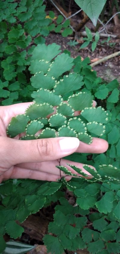 Adiantum lorentzii, photographed by Fede y Vani